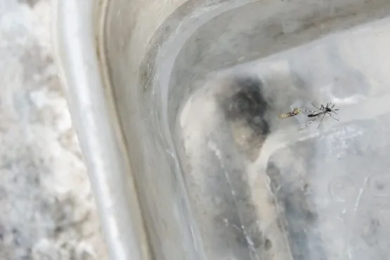 Conquista, Salvador e Feira lideram casos prováveis de Dengue na Bahia