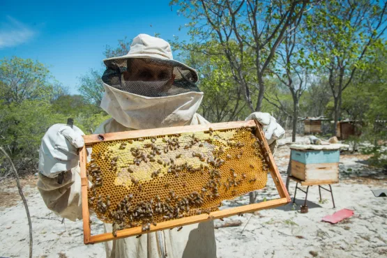 Bahia celebra o Dia do Apicultor com destaque na produção nacional de mel