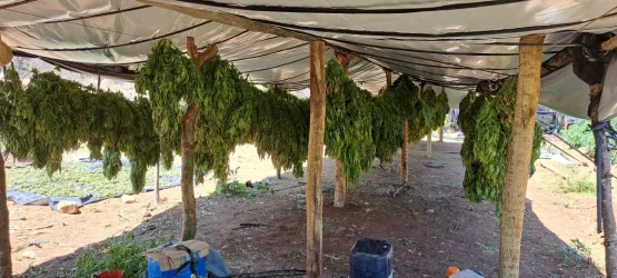 FICCO e PM desarticulam laboratório de produção de maconha intensiva.