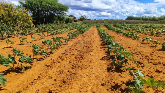 Nova Lei do Combustível do Futuro abre oportunidades para Agricultura Familiar da Bahia