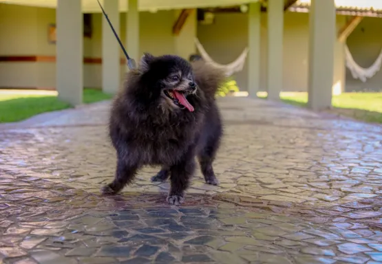 Hotéis do Grupo GPS aderem à tendência do turismo Pet Friendly