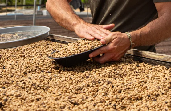 Especialistas apontam: ‘futuro do café baiano está na conexão e origem’