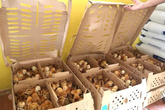 Entrega de kits de avicultura caipira promove inclusão produtiva e geração de renda no Recôncavo Baiano