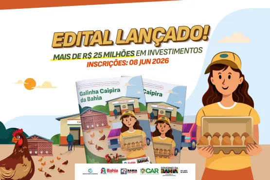 Governo da Bahia lança edital de R$ 25,6 milhões para produção de ovos caipiras