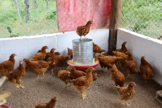 Governo da Bahia entrega 40 galinheiros e fortalece produção de ovos caipiras em Macajuba